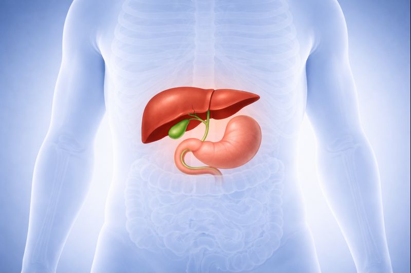 쓸개는 간 바로 아래 오른쪽 상복부에 있으며, 피라(pear) 형태의 작은 주머니를 나타낸 이미지