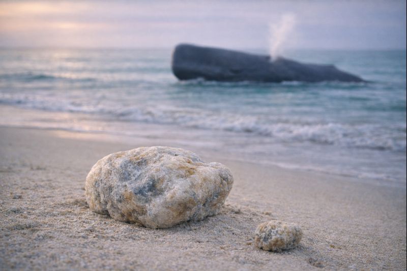 용연향이 파도에 밀려와서 해변가 모래사장에 있는 모습