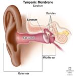 고막과 중이 구조를 중심으로 중이염이 생기는 원인을 이해할 수 있는 의학적 귀 해부도