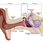 내이염이 발생하는 달팽이관과 전정기관 구조를 보여주는 귀 해부 그림